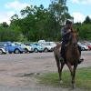 Chevaux et 2 cv